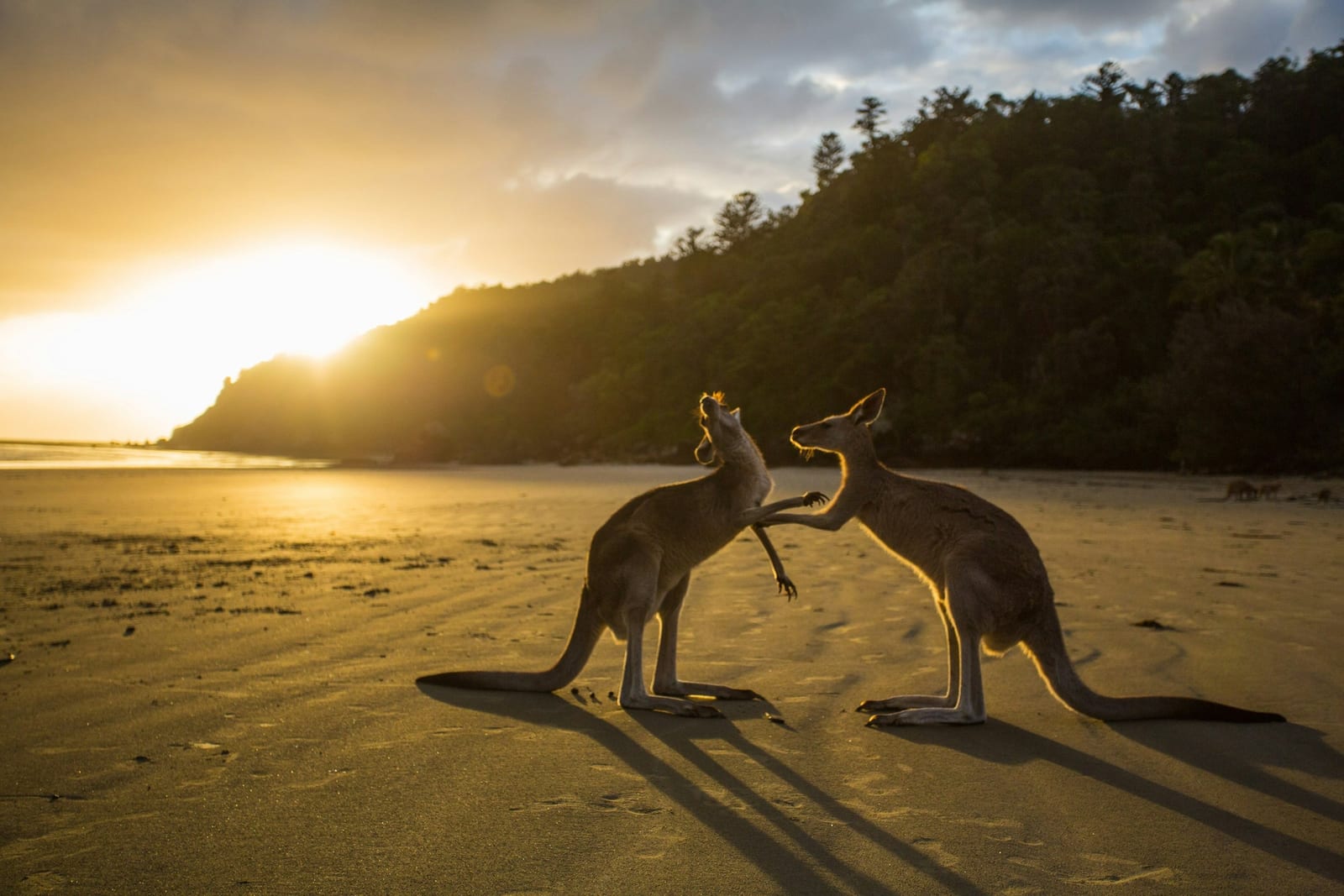 Two kangaroos on the beach at sunrise, Cape Hillsborough National Park